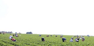 Nowe zasady zatrudniania cudzoziemców – na debacie w czasie Jagodowych Trendów