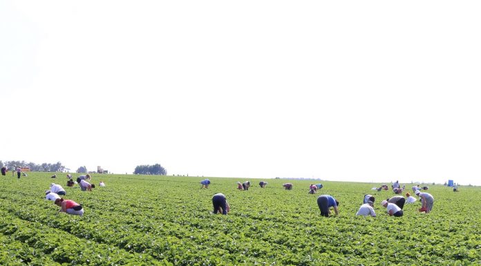 Nowe zasady zatrudniania cudzoziemców – na debacie w czasie Jagodowych Trendów