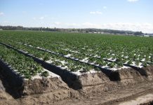 W Kalifornii o jagodowych