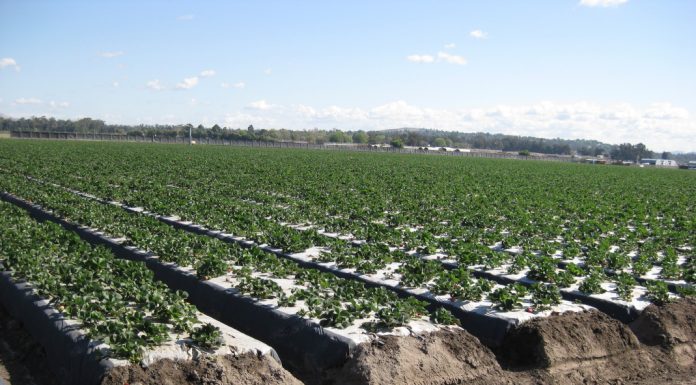 W Kalifornii o jagodowych