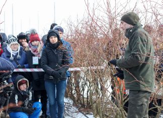 Cięcie borówki na Konferencji Borówkowej – odmładzanie krzewów