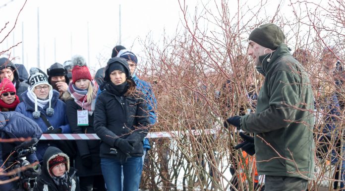 Cięcie borówki na Konferencji Borówkowej – odmładzanie krzewów