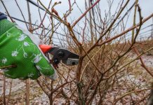 Cięcie borówki – Chandler & Bluecrop