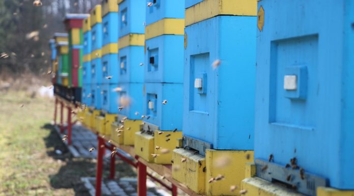 Stan pasiek przed sezonem