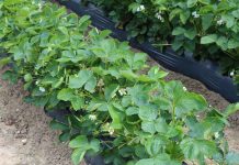 Terapia antystresowa krzemem