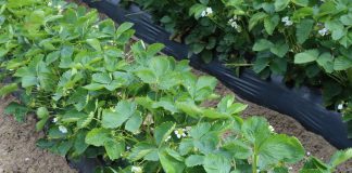 Terapia antystresowa krzemem