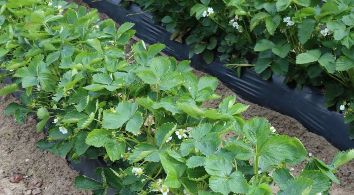 Terapia antystresowa krzemem