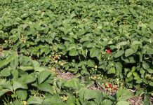 Biologiczna ochrona roślin przed szkodnikami