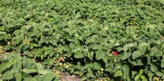 Ważne dla kondycji gleby