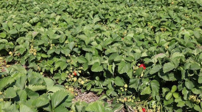 Biologiczna ochrona roślin przed szkodnikami