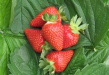 Global Berries Congress 2018 z udziałem CIV