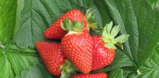 Global Berries Congress 2018 z udziałem CIV