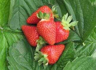 Global Berries Congress 2018 z udziałem CIV