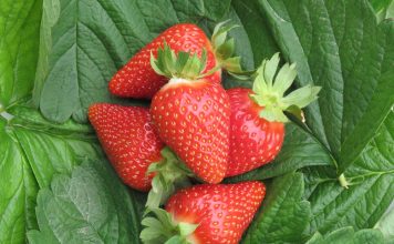 Global Berries Congress 2018 z udziałem CIV