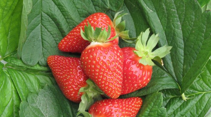 Global Berries Congress 2018 z udziałem CIV