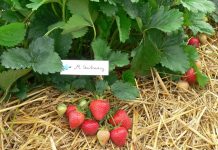 Zalecenia dla truskawek z AUT w Czerwińsku (cz. I) – biostymulacja i odmiany