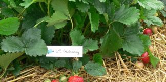 Zalecenia dla truskawek z AUT w Czerwińsku (cz. I) – biostymulacja i odmiany