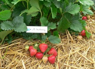 Zalecenia dla truskawek z AUT w Czerwińsku (cz. I) – biostymulacja i odmiany