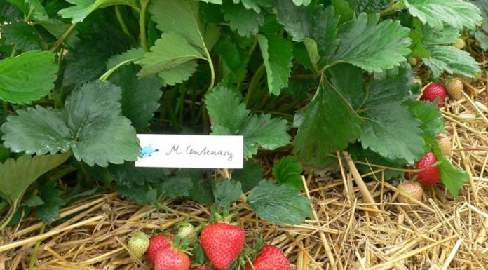 Zalecenia dla truskawek z AUT w Czerwińsku (cz. I) – biostymulacja i odmiany