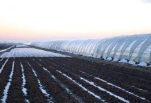 Zalecenia dla truskawek z AUT w Czerwińsku (cz. II) – nawożenie po zimie