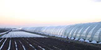 Zalecenia dla truskawek z AUT w Czerwińsku (cz. II) – nawożenie po zimie