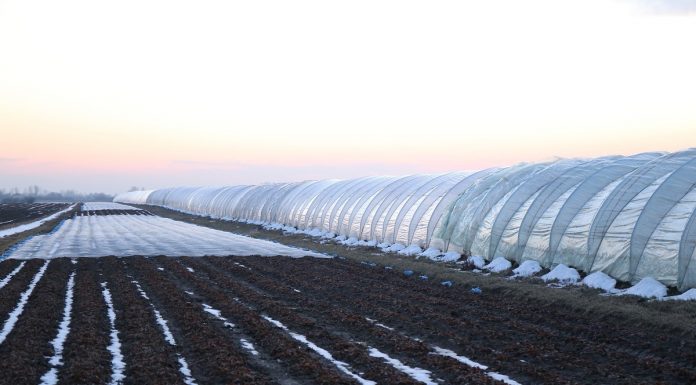 Zalecenia dla truskawek z AUT w Czerwińsku (cz. II) – nawożenie po zimie
