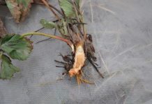 Pierwsze informacje dotyczących uszkodzeń mrozowych na plantacjach truskawki