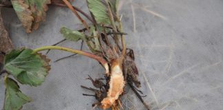 Pierwsze informacje dotyczących uszkodzeń mrozowych na plantacjach truskawki