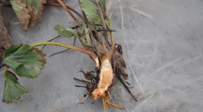 Pierwsze informacje dotyczących uszkodzeń mrozowych na plantacjach truskawki