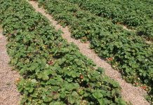 Uprawa truskawek w różnych systemach. Co najbardziej się opłaca?