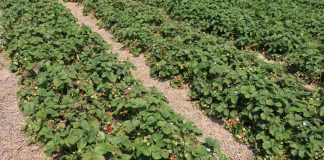 Uprawa truskawek w różnych systemach. Co najbardziej się opłaca?