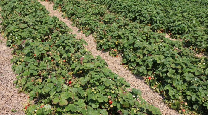Uprawa truskawek w różnych systemach. Co najbardziej się opłaca?