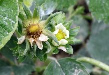 Komunikat dla truskawek z dnia 24 kwietnia 2018 roku