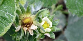 Komunikat dla truskawek z dnia 24 kwietnia 2018 roku