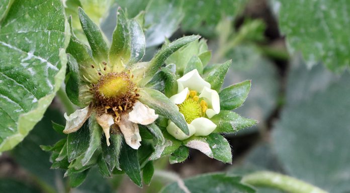 Komunikat dla truskawek z dnia 24 kwietnia 2018 roku