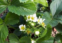 Ochrona truskawek – informacje przed sezonem