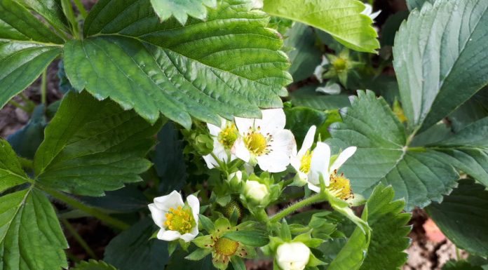 Ochrona truskawek – informacje przed sezonem