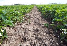 Komunika jagodowy Timac Agro – pierwsze nawożenie truskawek