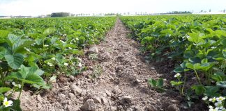 Komunika jagodowy Timac Agro – pierwsze nawożenie truskawek