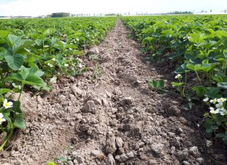 Komunika jagodowy Timac Agro – pierwsze nawożenie truskawek
