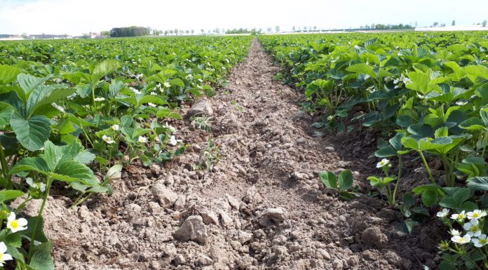 Komunika jagodowy Timac Agro – pierwsze nawożenie truskawek