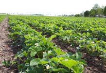 Ochrona truskawki przed chorobami grzybowymi wczesną wiosną