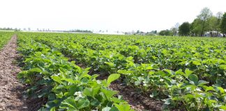 Ochrona truskawki przed chorobami grzybowymi wczesną wiosną