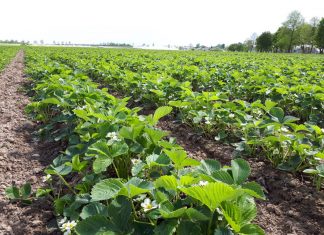 Ochrona truskawki przed chorobami grzybowymi wczesną wiosną