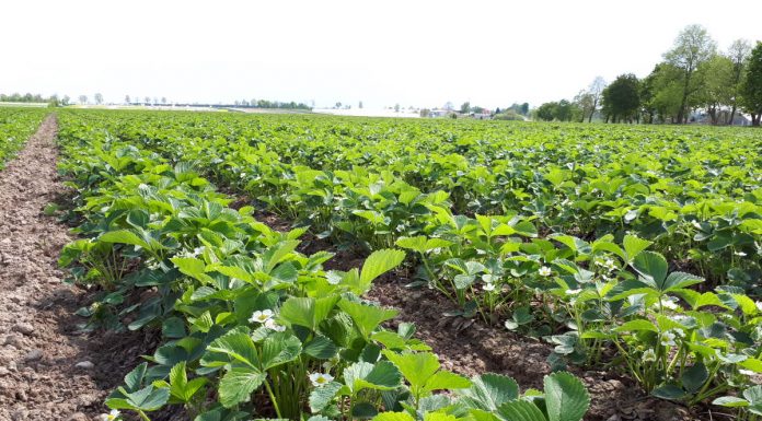 Ochrona truskawki przed chorobami grzybowymi wczesną wiosną