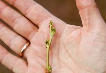 Ocena uszkodzeń mrozowych na plantacjach borówki