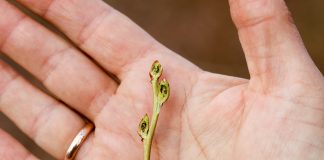 Ocena uszkodzeń mrozowych na plantacjach borówki