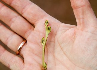 Ocena uszkodzeń mrozowych na plantacjach borówki