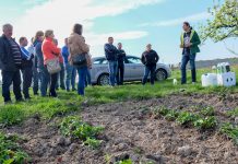 Wczesnowiosenne zalecenia dla truskawek