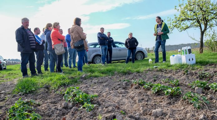 Wczesnowiosenne zalecenia dla truskawek